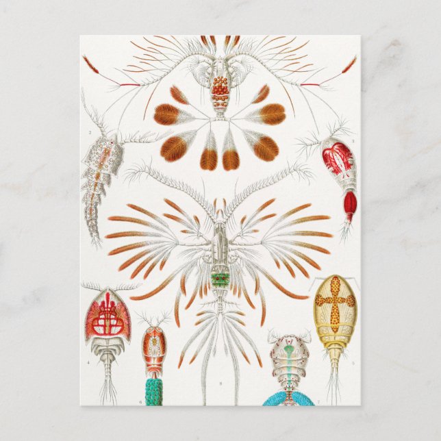 Marine Life Crustaceans, Copepoda av Ernst Haeckel Vykort (Framsida)