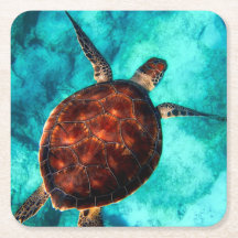 Marine Life Sea Turtle