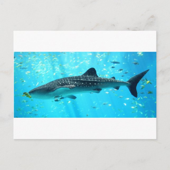 Marine Vatten Chic Snyggt Coola Blue Whale Shark Vykort (Framsida)