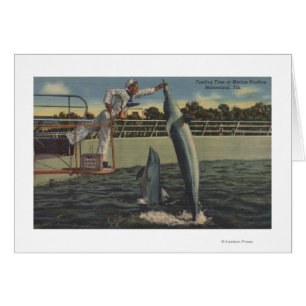 Marineland Florida - beskåda av att mata Porpoise Hälsningskort