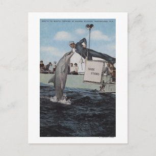 Marineland, Florida - Sailor Mouthfeed Vykort