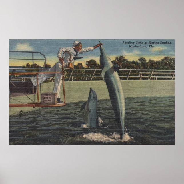 Marineland, Florida - View of Matande Porpoises Poster (Framsidan)