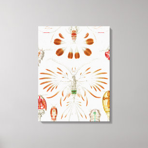 Marint liv kräftdjur, Copepoda av Ernst Haeckel Canvastryck