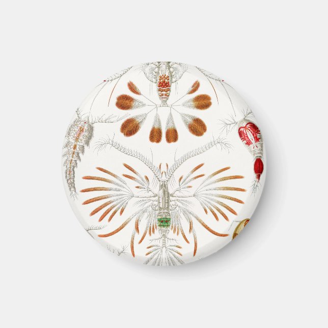 Marint liv kräftdjur, Copepoda av Ernst Haeckel Magnet (Framsidan)