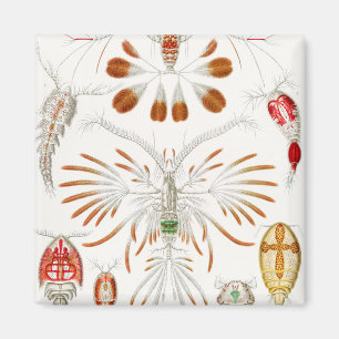 Marint liv kräftdjur, Copepoda av Ernst Haeckel Magnet