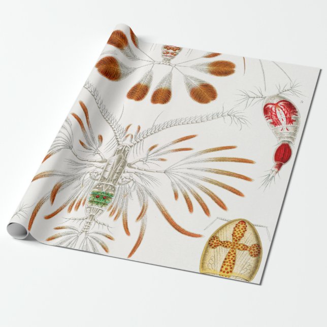 Marint liv kräftdjur, Copepoda av Ernst Haeckel Presentpapper (Utrullad)