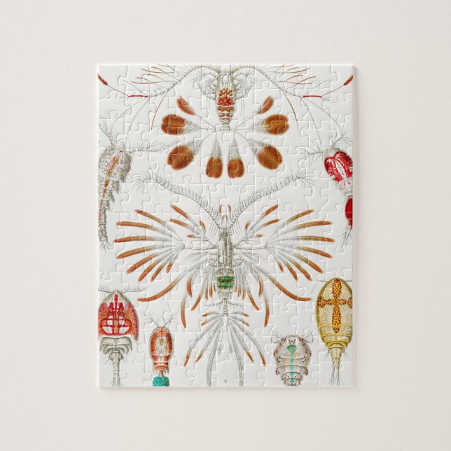 Marint liv kräftdjur, Copepoda av Ernst Haeckel Pussel (Vertikal)