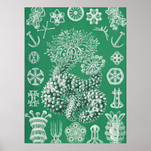 Marint liv Thuroidea Gurkensterne av Ernst Haecke Poster