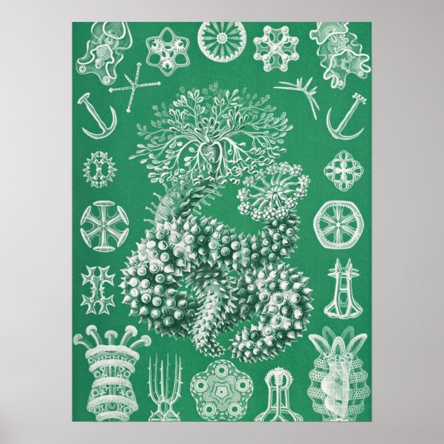 Marint liv Thuroidea Gurkensterne av Ernst Haecke Poster (Framsidan)