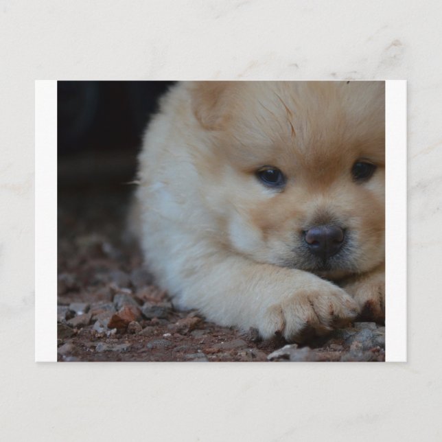 marionettchow chow.png vykort (Framsida)