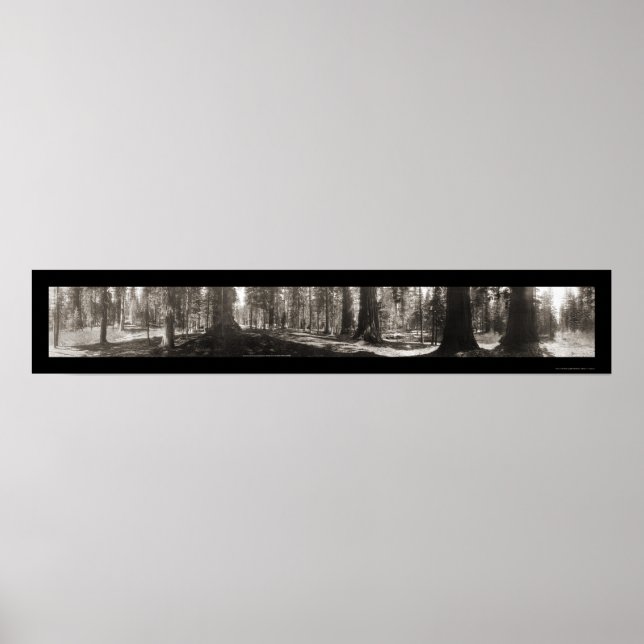 Mariposa Big Träd CA Photo 1906 Poster (Framsidan)