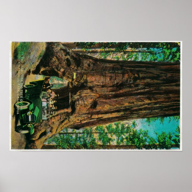 Mariposa Big Träd Grove, Yosemite Poster (Framsidan)