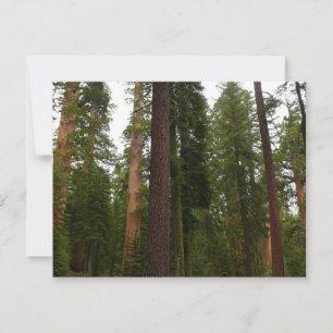 Mariposa Grove i Yosemite National Park