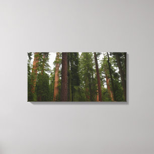 Mariposa Grove i Yosemite National Park Canvastryck