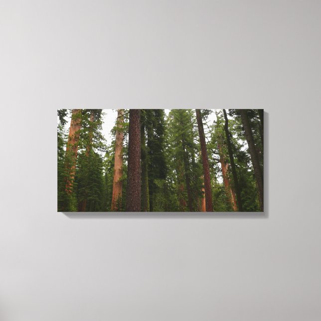 Mariposa Grove i Yosemite National Park Canvastryck (Framsida)
