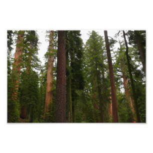 Mariposa Grove i Yosemite National Park Fototryck