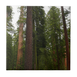 Mariposa Grove i Yosemite National Park Kakelplatta