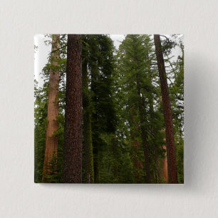 Mariposa Grove i Yosemite National Park Knapp