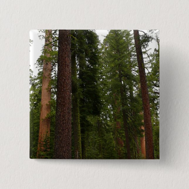 Mariposa Grove i Yosemite National Park Knapp (Framsida)