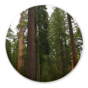 Mariposa Grove i Yosemite National Park Knopp