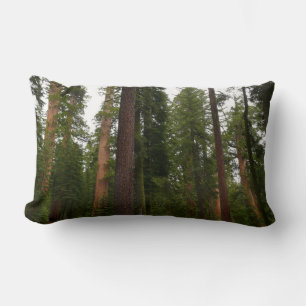 Mariposa Grove i Yosemite National Park Lumbarkudde