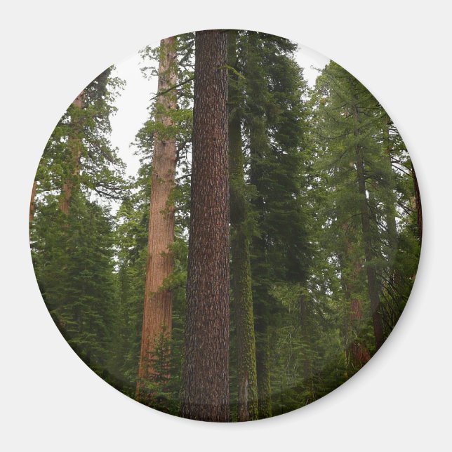 Mariposa Grove i Yosemite National Park Magnet (Framsidan)