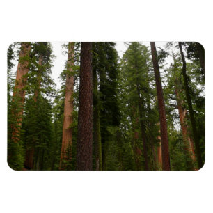 Mariposa Grove i Yosemite National Park Magnet