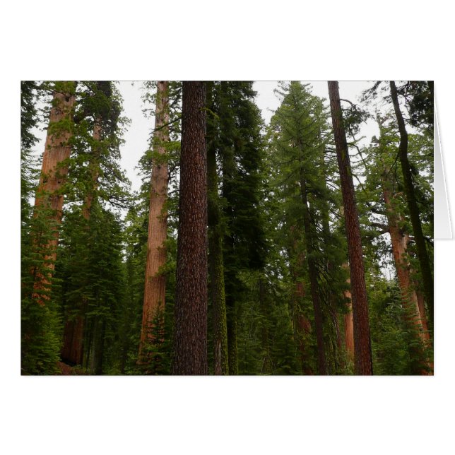 Mariposa Grove i Yosemite National Park OBS Kort (Framsidan Horizontal)