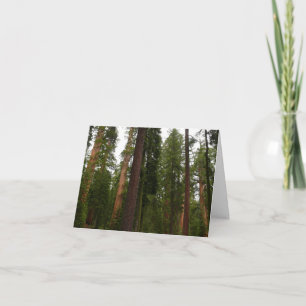 Mariposa Grove i Yosemite National Park Tack Kort