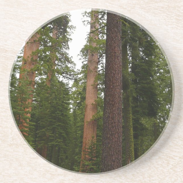Mariposa Grove i Yosemite National Park Underlägg (Framsidan)