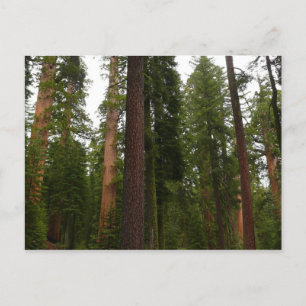Mariposa Grove i Yosemite National Park Vykort