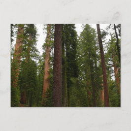 Mariposa Grove i Yosemite National Park Vykort
