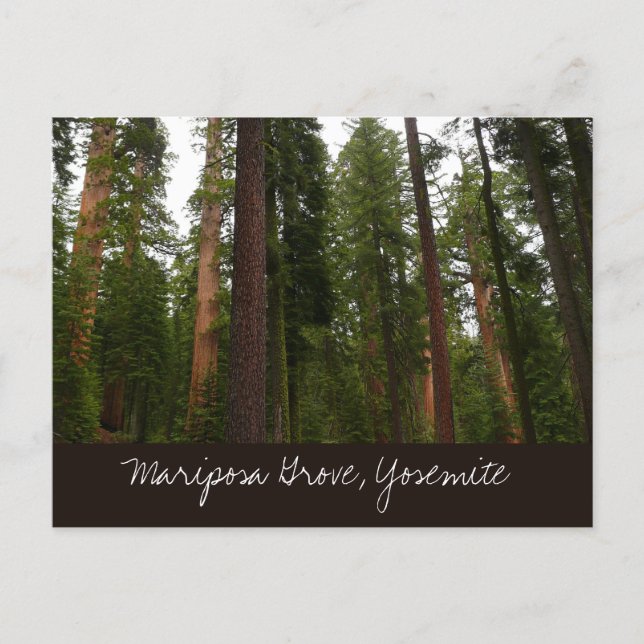 Mariposa Grove i Yosemite National Park Vykort (Framsida)