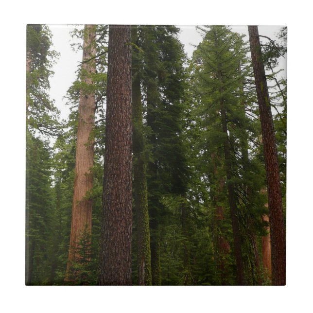 Mariposa Grove i Yosemite nationalpark Kakelplatta (Framsidan)
