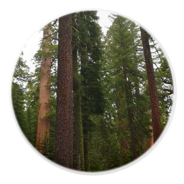 Mariposa Grove i Yosemite nationalpark Knopp (Framsidan)