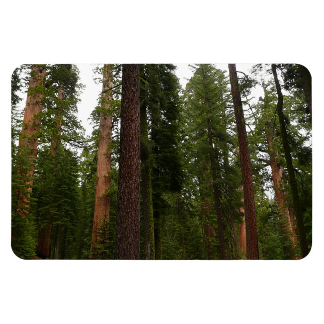 Mariposa Grove i Yosemite nationalpark Magnet (Horisontell)