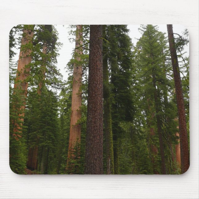 Mariposa Grove i Yosemite nationalpark Musmatta (Framsidan)