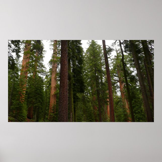 Mariposa Grove i Yosemite nationalpark Poster (Framsidan)