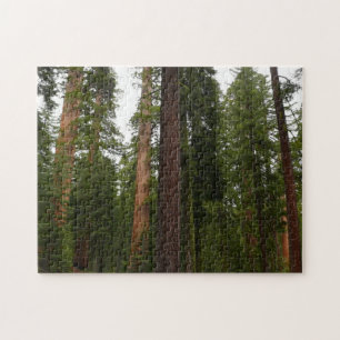 Mariposa Grove i Yosemite Nationalpark Pussel