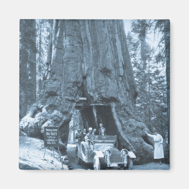 Mariposa Grove, stora Träden Magnet (Framsidan)