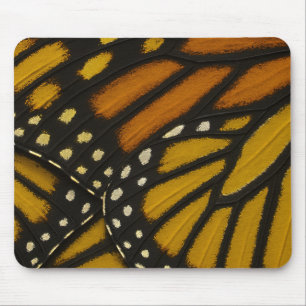 Mariposa Orange & Gula Monark Fjärilvinge Musmatta