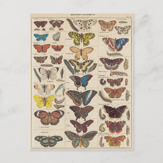Mariposas Vykort