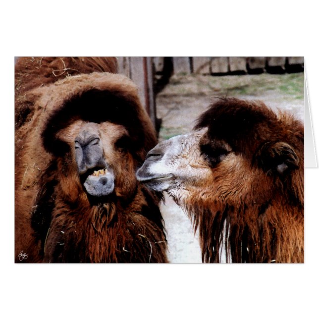 Maritalt strife mellan Camels-kort Hälsningskort (Framsidan Horizontal)