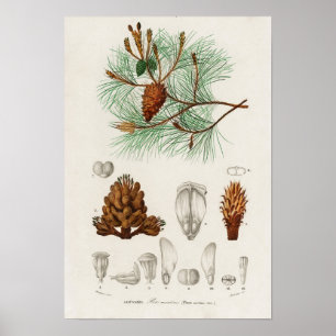 Maritim tall (Pinus maritima) Poster