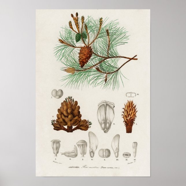Maritim tall (Pinus maritima) Poster (Framsidan)