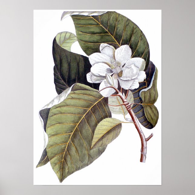 Mark Catesby: White Magnolia Antique Botanical Poster (Framsidan)