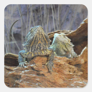 Märk med två nyfikna lock fyrkantigt klistermärke