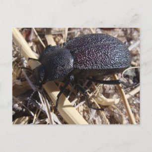 MarkBeetle-vykort Vykort