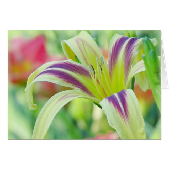 Marked Lily - Daylily Hälsningskort (Framsidan Horizontal)