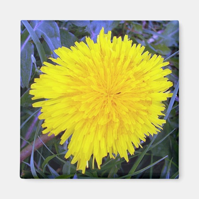 Markerat solskenmagnet magnet (Framsidan)